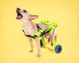 Diy dog wheelchair disabled dog pregnancy problems paws and claws dog bed doggie beds dog agility homemade dog diy stuffed animals. 8 Dog Diy Wheelchair Plans Learn How To Build A Dog Wheelchair