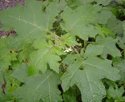 Image result for Solanum aculeatissimum