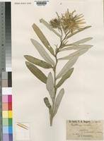 Image result for Berkheya zeyheri