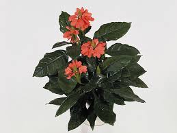 Image result for Crossandra fruticulosa