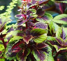 Image result for Coleus guerkei