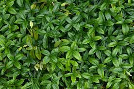 Vinca minor, or common periwinkle, is easy to propagate from division, stem cuttings and seed. Vinca Minor Periwinkle Plant Care Growing Guide