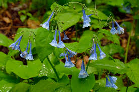 68 more photos view gallery. Virginia Bluebells Mertensia Virginica