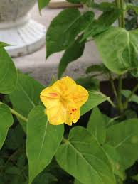 Pin On Gardening Gems