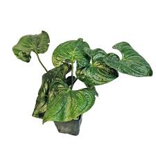 Image result for Cyanastrum