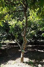Image result for Syzygium komatiense
