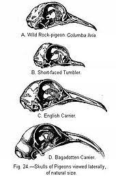 Carrier Pigeon Bareilly... - English Carrier Pigeons Fan Club | Facebook
