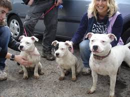 White Staffordshire Bull Terriers Mum And Her Daughters X Pitbull Terrier Pitbulls Bull Terrier