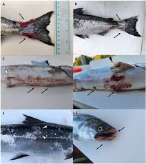 Image result for Oncinotis tenuiloba