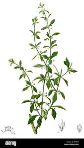 Image result for Scoparia