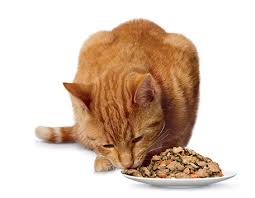 I thought i should mix it in with her wet food, wet it and nuke it a little, but it turns out she loves it right out of the bag. Hill S Prescription Diet Z D Original Skin Food Sensitivities Canned Cat Food 5 5 Oz Case Of 24 Chewy Com