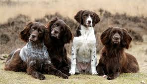 Image result for německý ohař dlouhosrstý