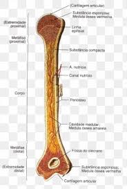 Ear bone diagram wiring diagram. Long Bone Images Long Bone Transparent Png Free Download