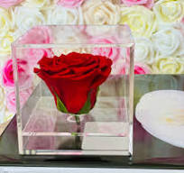 Single Preserved Red Rose Acrylic Box