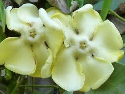 Image result for Voacanga thouarsii