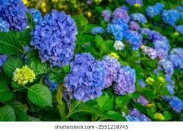 Image result for Hydrangea macrophylla bela obrázek