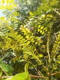 Image result for Tragia adenanthera