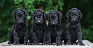 Image result for curly coated retrívr