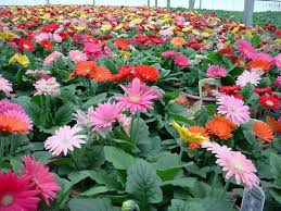 Be inspired by the wide wealth of beautiful imaginary nature. Gerbera Daisy Home Garden Information Center