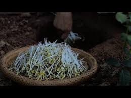 long tender and fresh bean sprouts are nutritious and pollution free 又长又嫩又新鲜 这样种豆芽才能保证营养无公害 youtube planting herbs bean sprouts sprouts