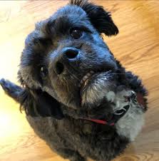 Maybe you would like to learn more about one of these? English Bulldog Poodle Mix Off 74 Www Usushimd Com