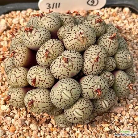 Conophytum Wittebergense ssp Succulents - Xplant