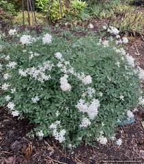 Image result for Clematis recta atropurpurea