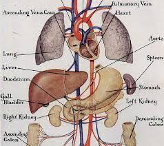 Human Anatomy Chart Mayur Arts Manufacturer In Sivakasi