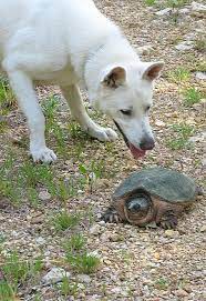 Nonetheless, the owner has since grown fond of the st. German Shepherd Puppies In Paducah Ky The Y Guide