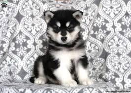The usual colors are various shades of gray and white, sable and white, black. Alaskan Malamute Puppies For Sale Greenfield Puppies