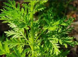 صورة نبات : القيصومة المقدسّة ، العبيتران المقدسّ