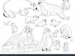 Very few species of plants and animals are able to survive in the extreme conditions. Printable Arctic Animal Coloring Pages Novocom Top