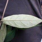 Image result for Rutidea