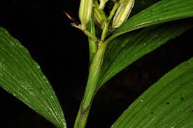 Image result for Corymborkis corymbis