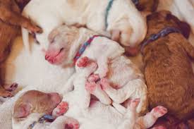 Maybe you would like to learn more about one of these? Newborn Puppies Newborn Puppies Goldendoodle Mini Goldendoodle Puppies