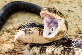 Walaupun ular itu berbahaya tapi tidak semuanya mempunyai bisa mematikan. 15 Cara Mengusir Ular Yang Paling Efektif