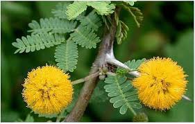 Image result for Acacia fleckii