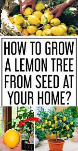 How To Grow A Lemon Tree From Seed In Your Home Lemon Tree From Seed How To Grow Lemon Lemon Seeds