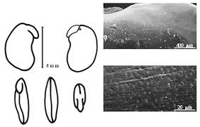 Image result for Dichilus lebeckioides