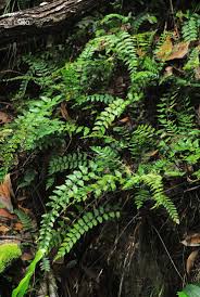 Image result for Asplenium goetzei