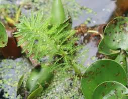 Image result for Laurembergia