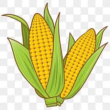 1280 x 800 jpeg 153kb. Tanaman Jagung Gambar Png File Vektor Dan Psd Unduh Gratis Di Pngtree