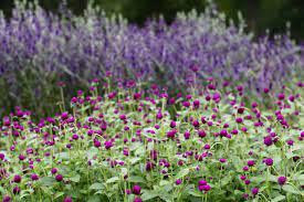 Gardening 101 Gomphrena Gardenista