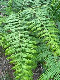 Image result for Pteridium