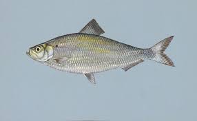 Washington Fish Species Wa Fish Finder
