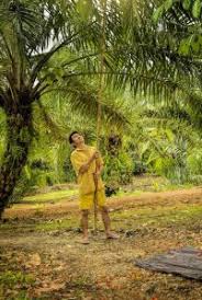 Bank kerjasama rakyat msia bhd. Facing The Esg Risks Of Palm Oil Production Nordea Asset Management