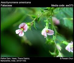 Image result for Aeschynomene uniflora