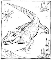 Coloring pages of baby crocodile. Free Printable Alligator Coloring Pages For Kids Zoo Coloring Pages Animal Drawings Farm Animal Coloring Pages