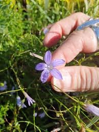 Image result for Wahlenbergia madagascariensis