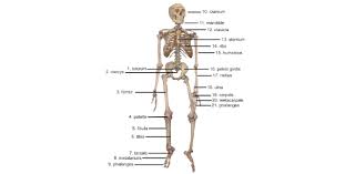 64 bones quizzes and 640 bones trivia questions. Skeletal System Questions Quiz Proprofs Quiz